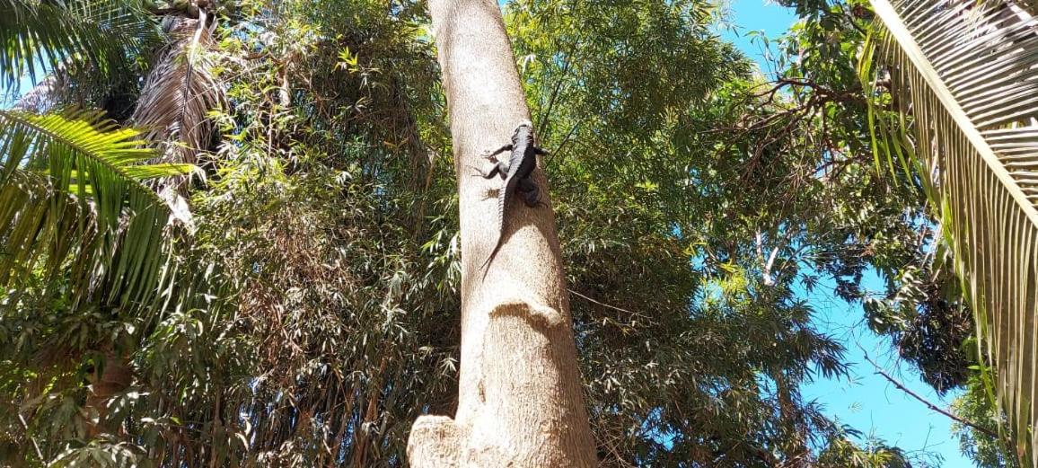 Posada La Huerta Mazunte Εξωτερικό φωτογραφία