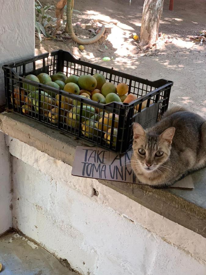 Posada La Huerta Mazunte Εξωτερικό φωτογραφία